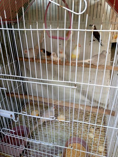 dove or finches for sale