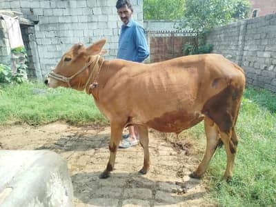 ساہیوال دیسی وچھا desi wacha sahiwal