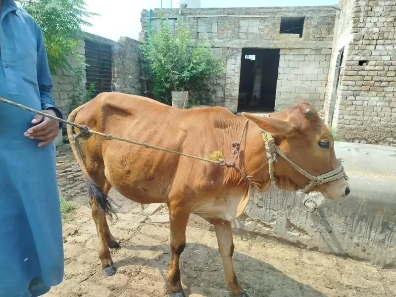 ساہیوال دیسی وچھا desi wacha sahiwal — photo 2