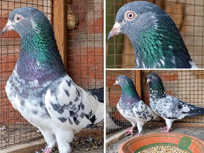 kamagar kabotar pigeons