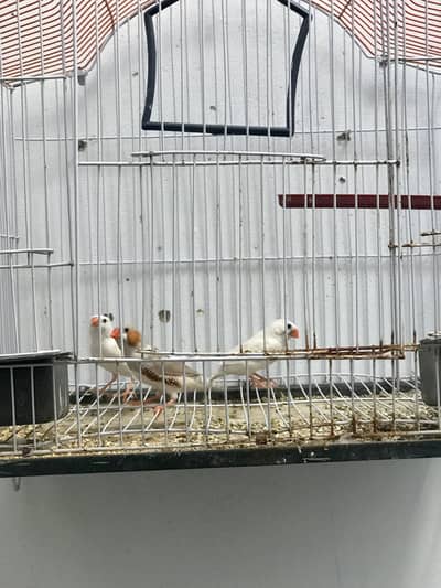3 Finch
