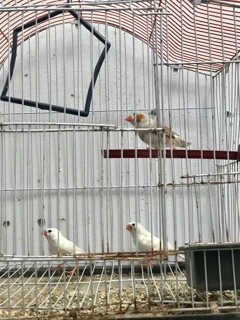 3 Finch — photo 2