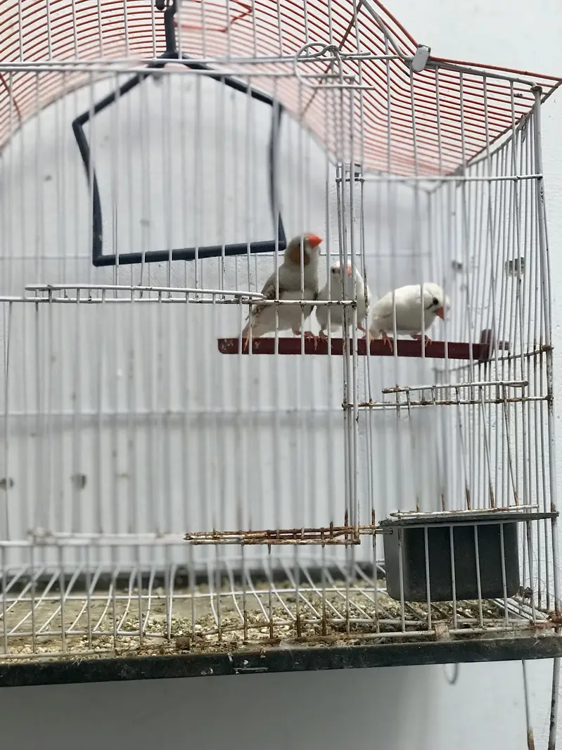3 Finch — photo 3