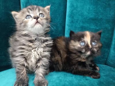 Persian Kitten