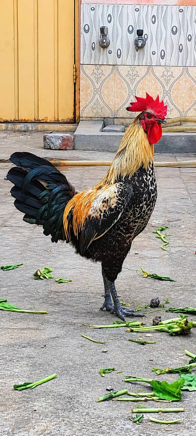 MURGHA FOR SALE HOME BREED 0321.5978299