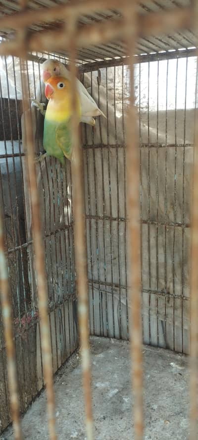 Lovebirds Breeders Pairs