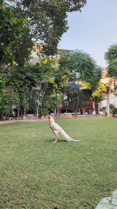 Indian Parrot Beak  | Parrot Beak Male | Imported Bloodline