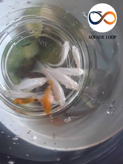 Imported White and orange moontail molly fry's big size!