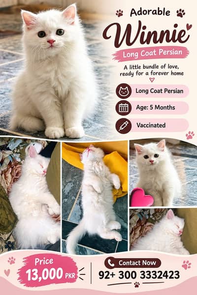 Long Coat High Quality Female Persian