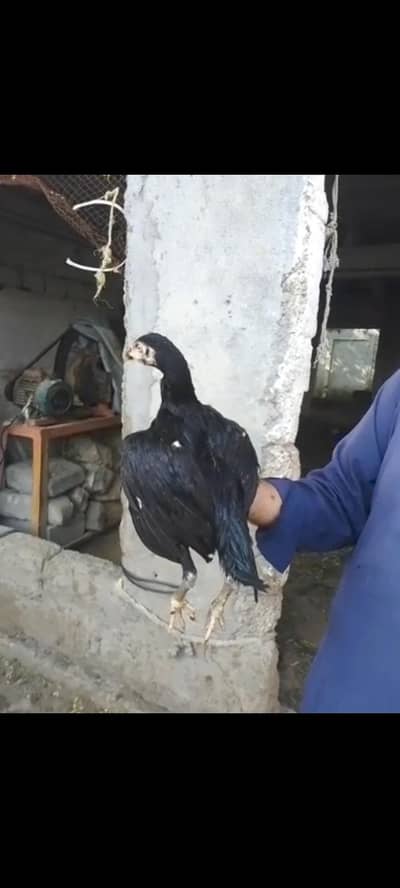 HIGH QUALITY MUSHKA LASSANI CHICKS PAIR FOR SALE