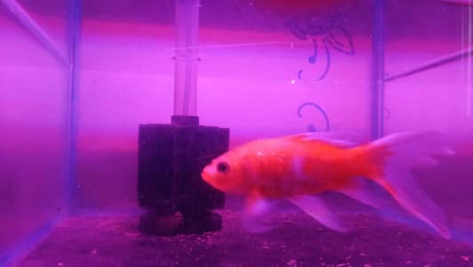 Shipping king Fish