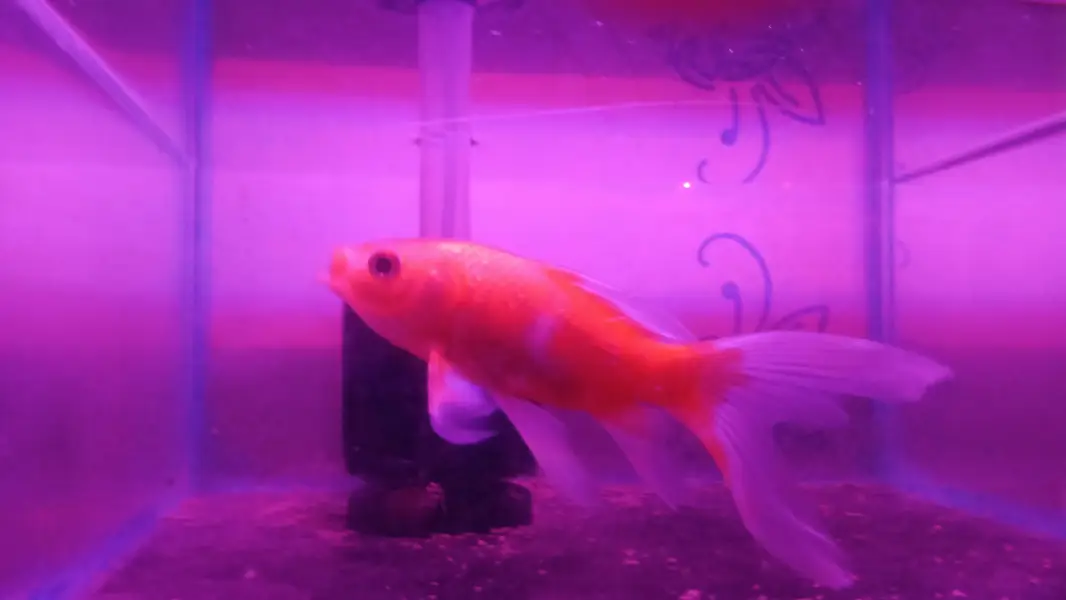 Shipping king Fish — photo 2