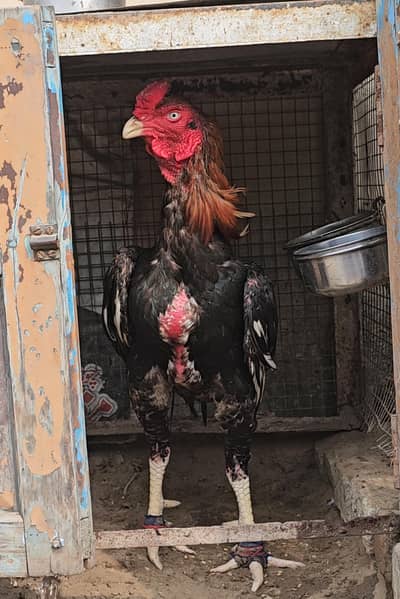 home breed aseel murgha 2 year