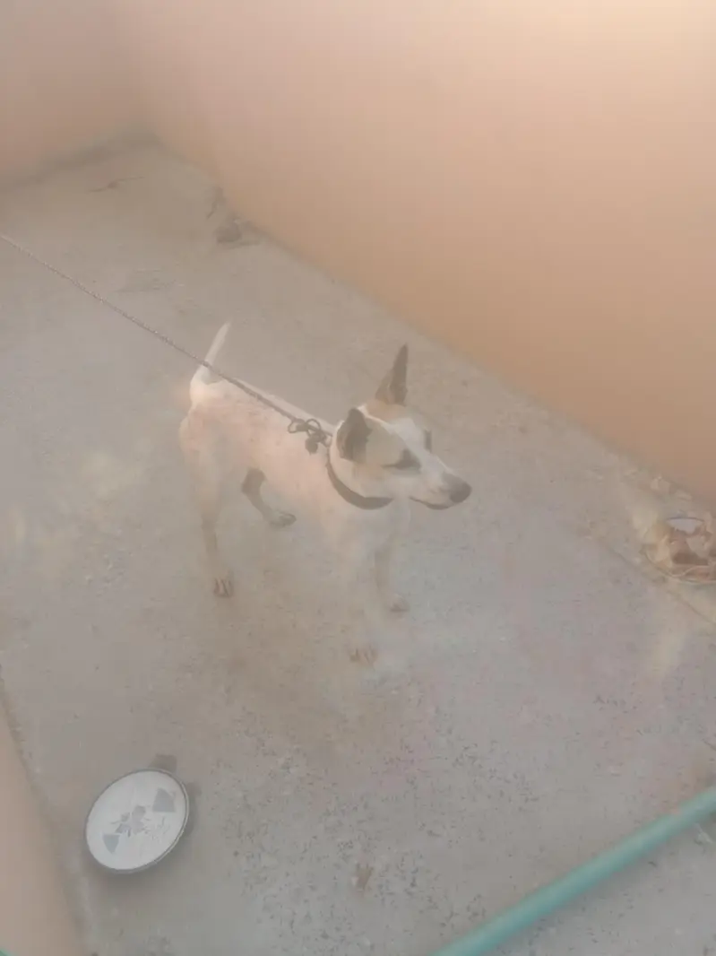 gulter dogs — photo 2