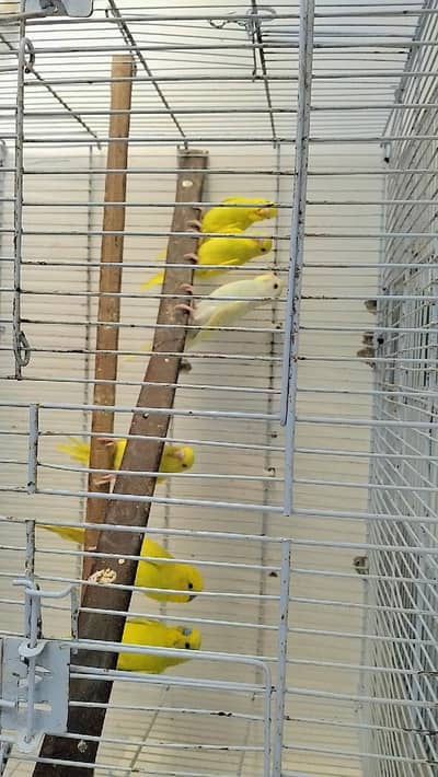 undersize budgies