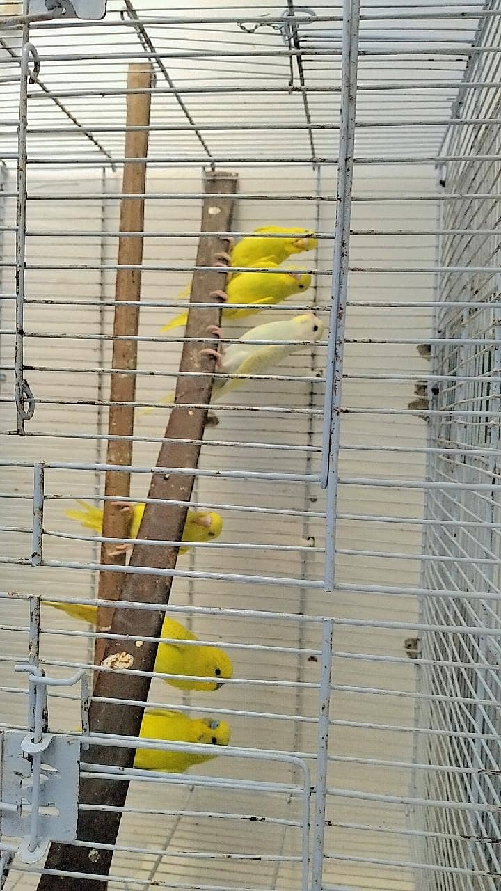 undersize budgies 0