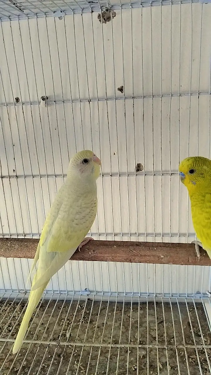 undersize budgies — photo 2