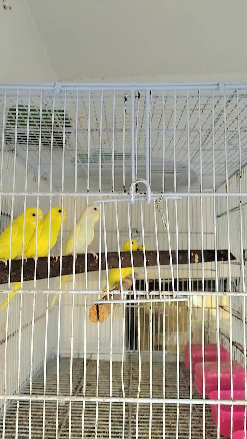 undersize budgies 2