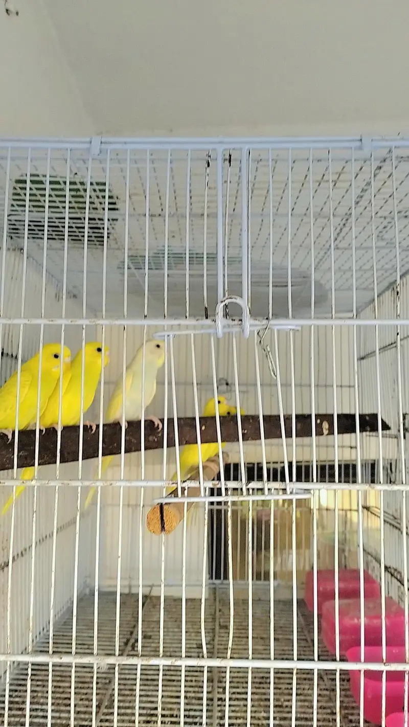 undersize budgies — photo 3