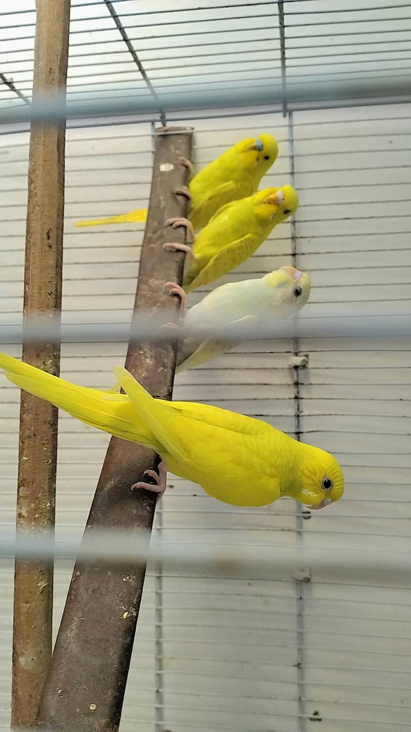 undersize budgies 3