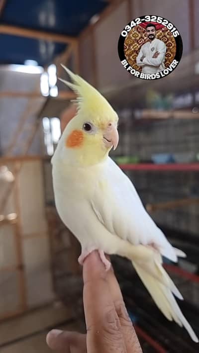 cockatiels cocktail bird tame and wild 0342-3252915