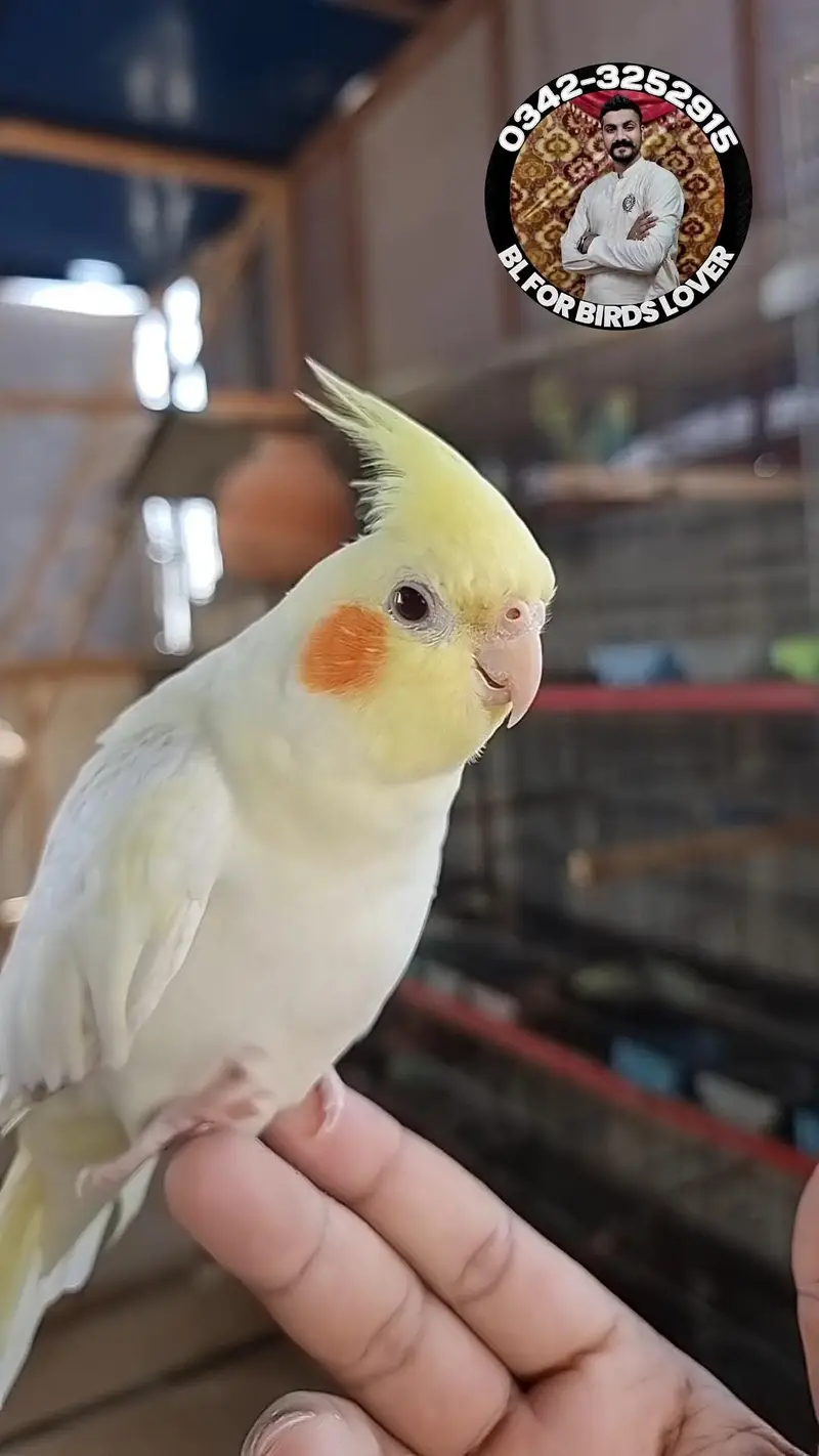 cockatiels cocktail bird tame and wild 0342-3252915 — photo 5