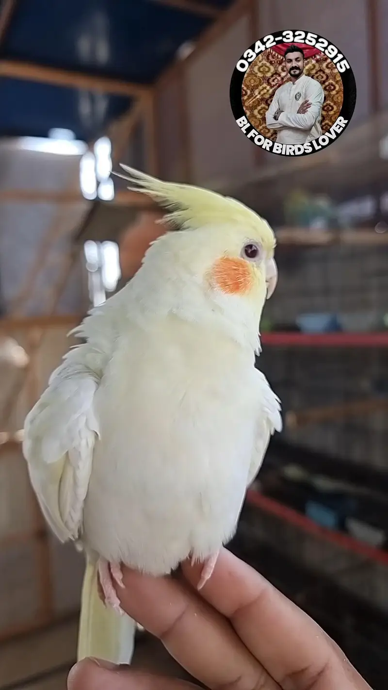 cockatiels cocktail bird tame and wild 0342-3252915 — photo 7