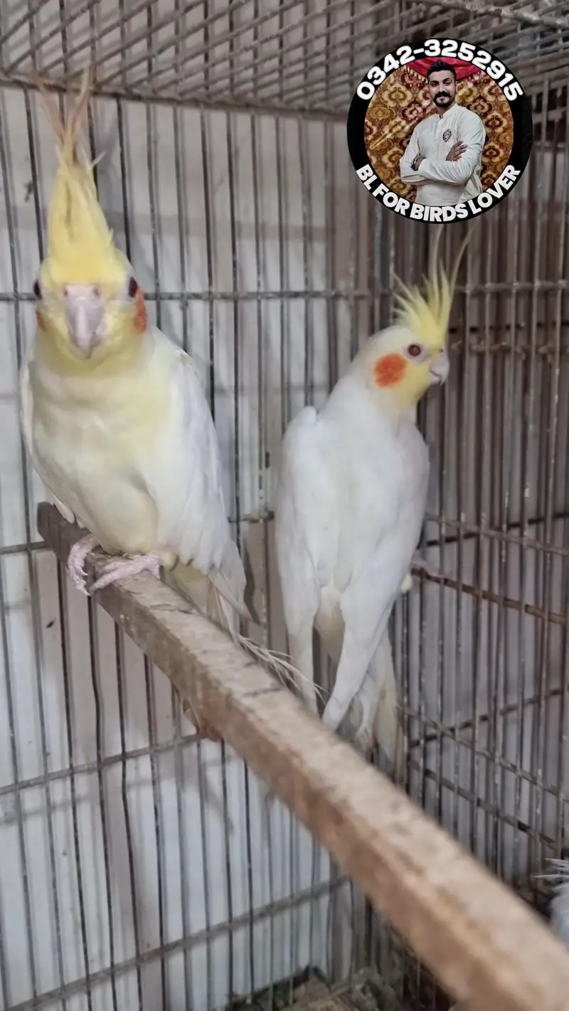 cockatiels cocktail bird tame and wild 0342-3252915 — photo 9