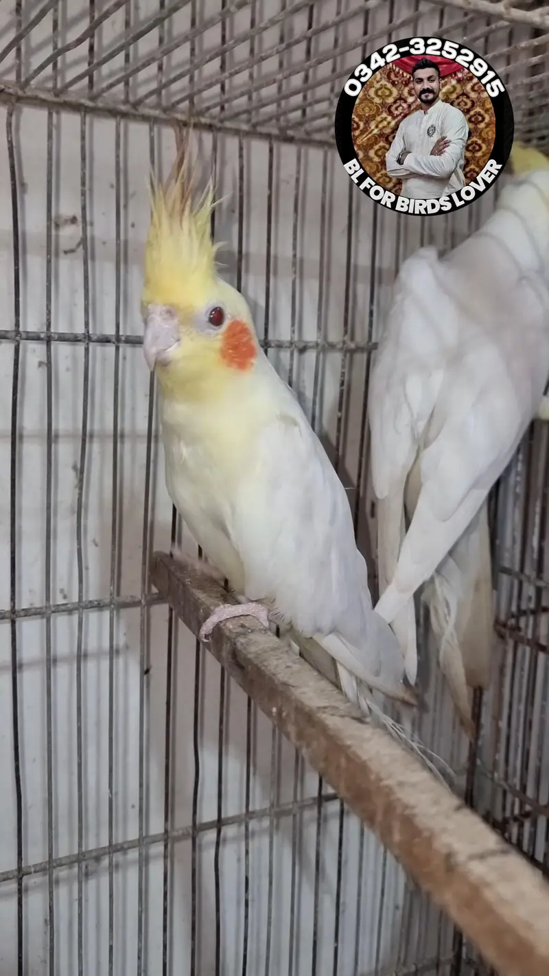 cockatiels cocktail bird tame and wild 0342-3252915 — photo 10