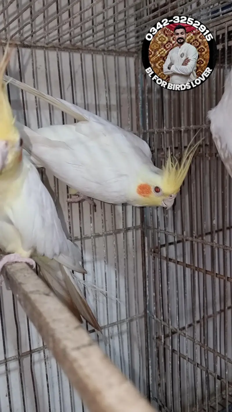 cockatiels cocktail bird tame and wild 0342-3252915 — photo 11