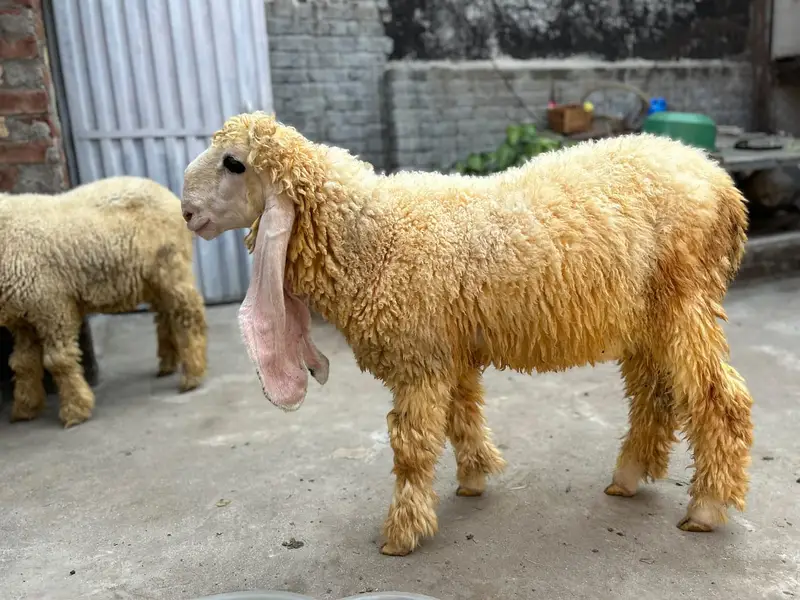 Pure kajla pair available. — photo 3