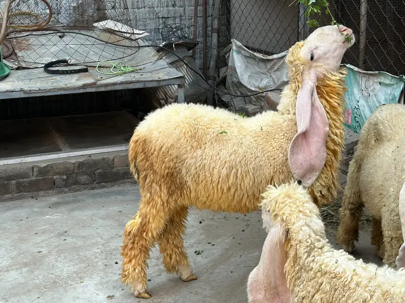 Pure kajla pair available. — photo 4