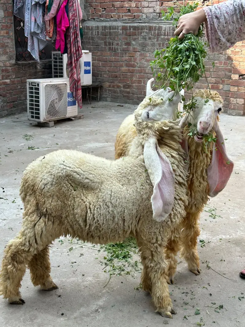 Pure kajla pair available. — photo 5