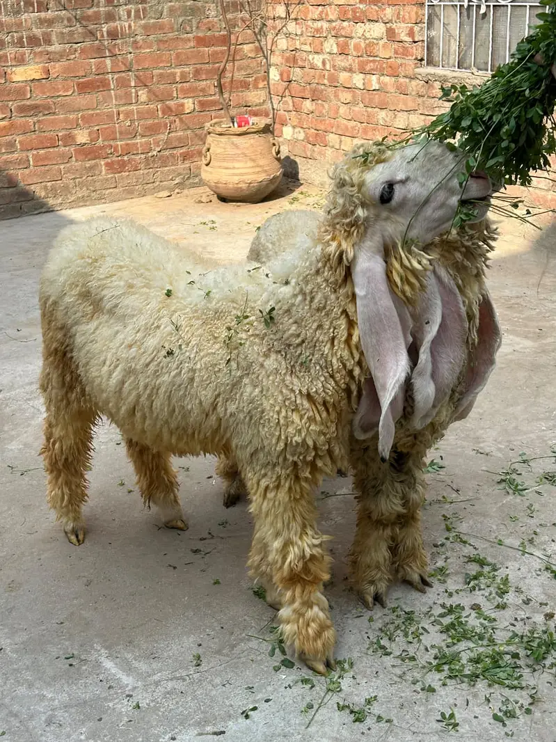 Pure kajla pair available. — photo 8