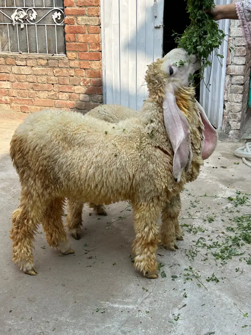 Pure kajla pair available. — photo 9