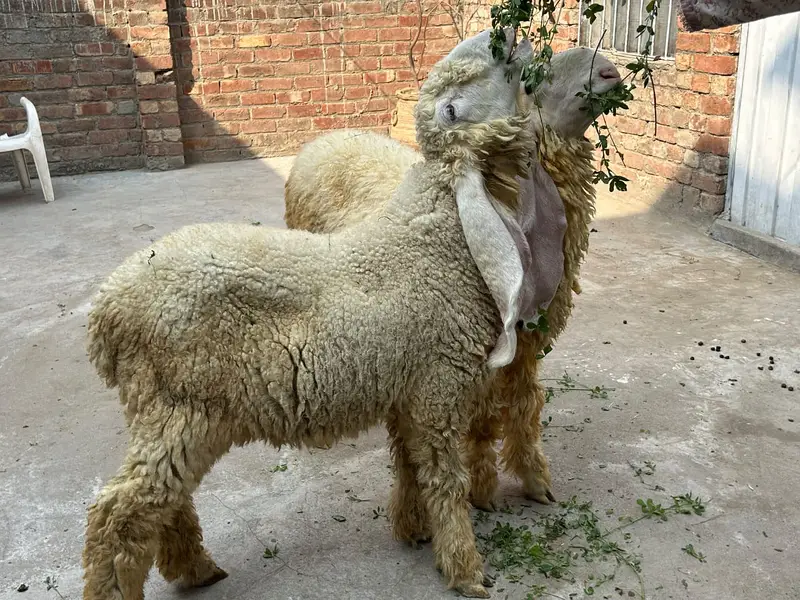 Pure kajla pair available. — photo 10