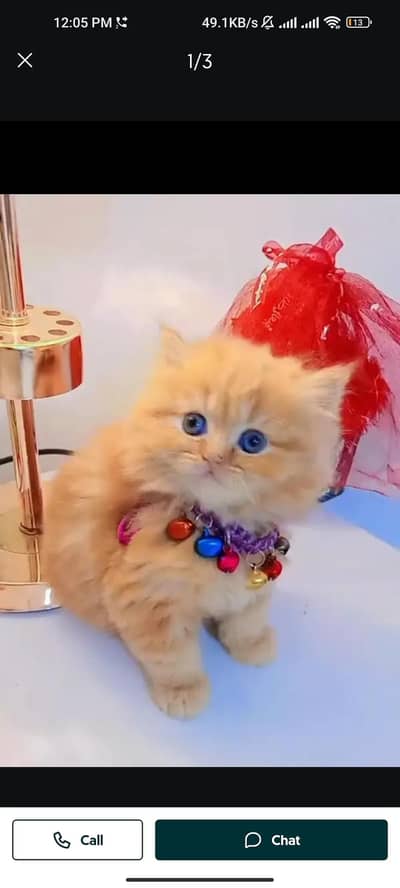 Quality Persian cat & Kittens. Male & female 03091708184. whatsapp