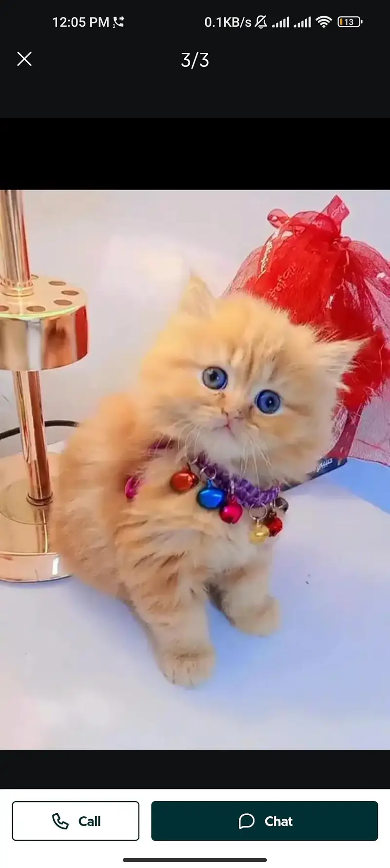 Quality Persian cat & Kittens. Male & female 03091708184. whatsapp — photo 2