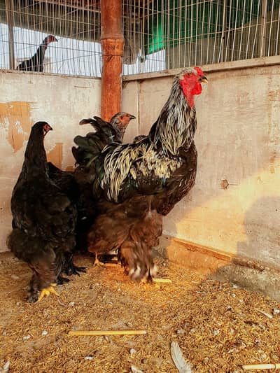 Pure Breed Brahma