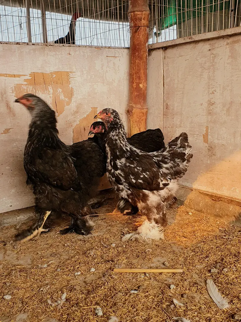 Pure Breed Brahma — photo 2