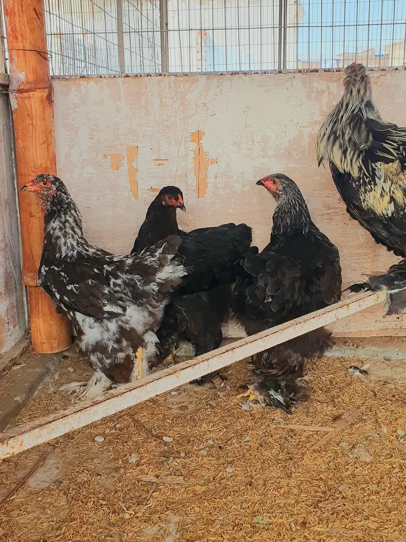 Pure Breed Brahma — photo 3