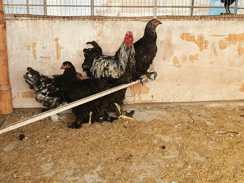 Pure Breed Brahma — photo 4