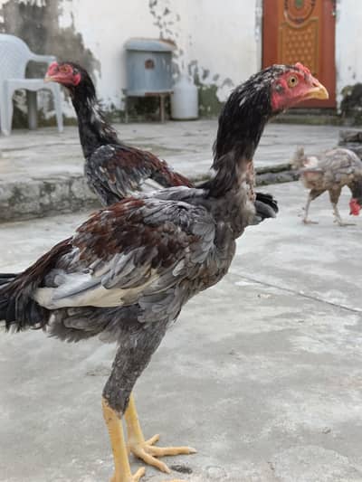 3 aseel pathay for sale