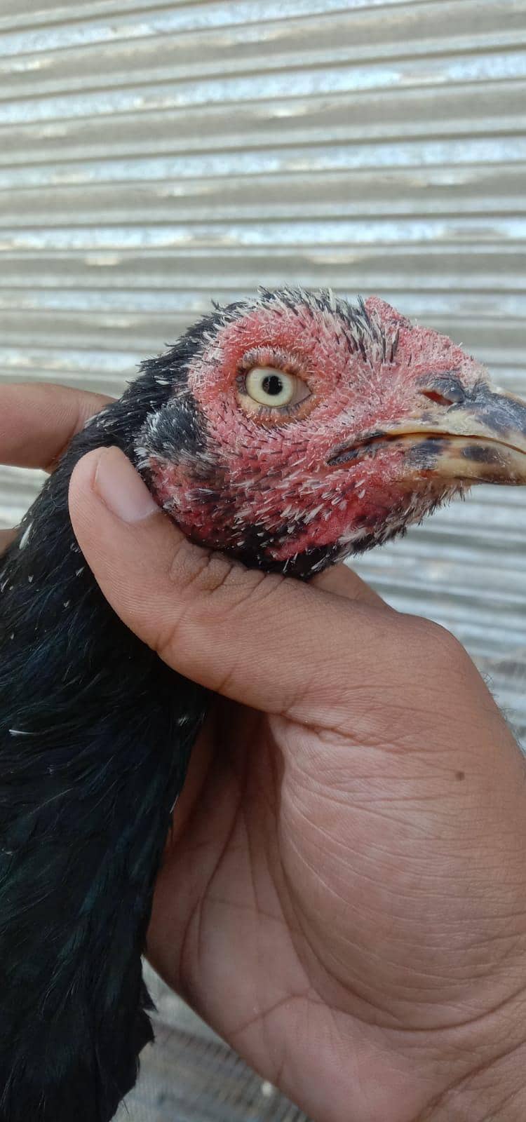 aseel hens 0