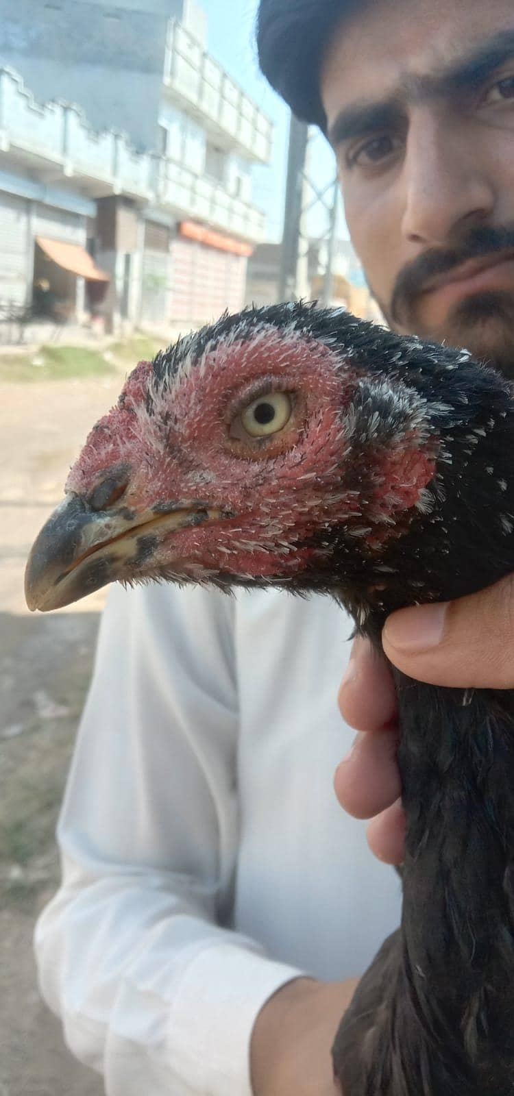 aseel hens 1