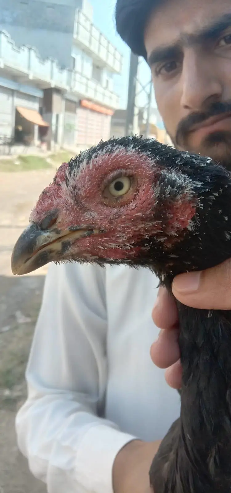 aseel hens — photo 2