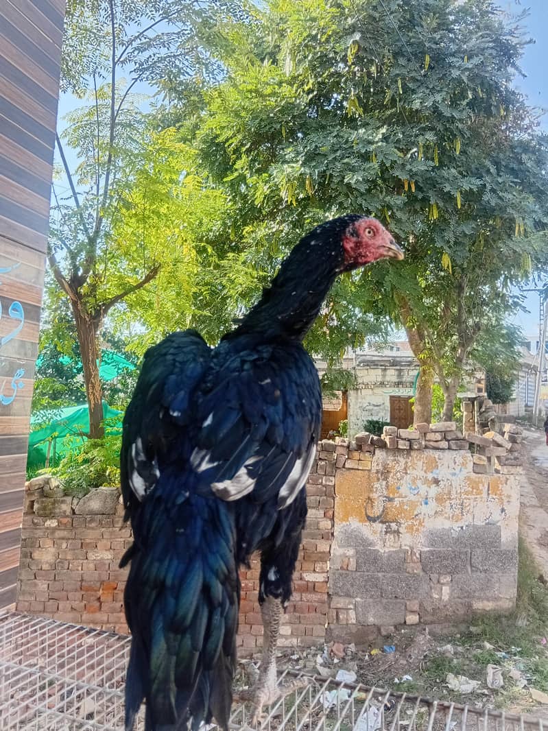 aseel hens 2