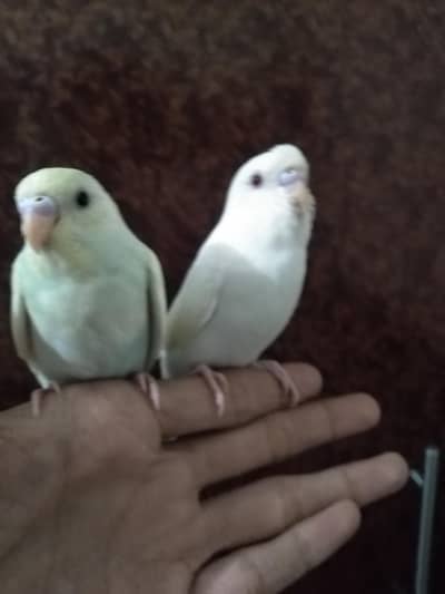 hand tame 2 budgie females for sell