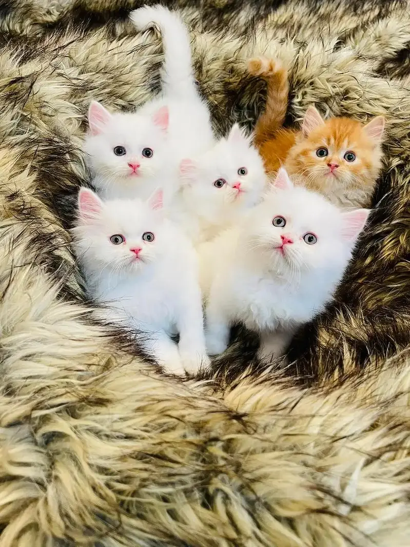 Quality Persian cat & Kittens. Male & female 03091708184. whatsapp — photo 2
