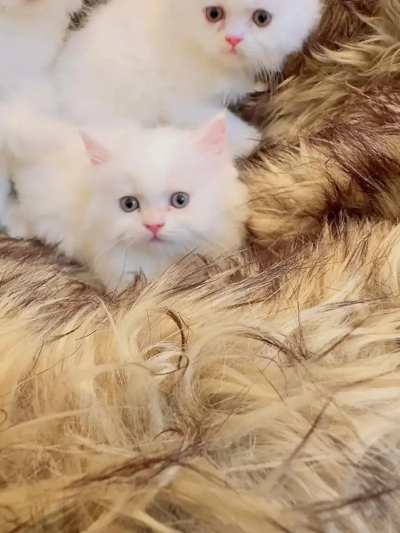 Quality Persian cat & Kittens. Male & female 03091708184. whatsapp — photo 3